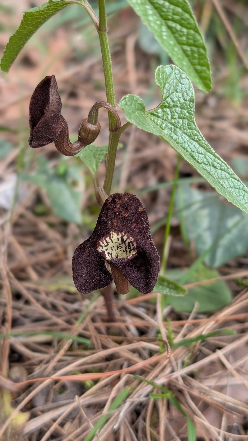 Aristolochia lycica photo 7