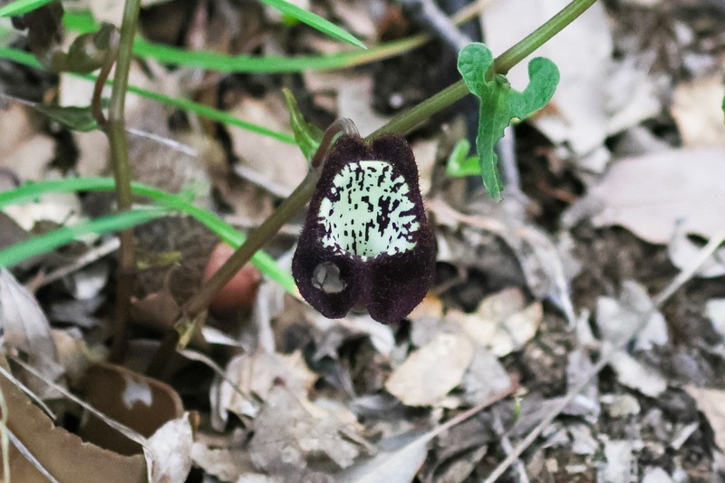 Aristolochia lycica photo 8
