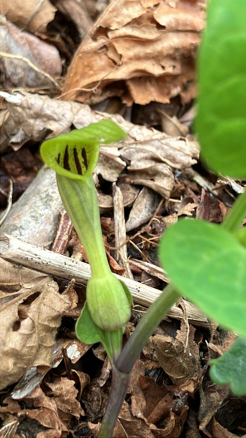 Aristolochia macedonica