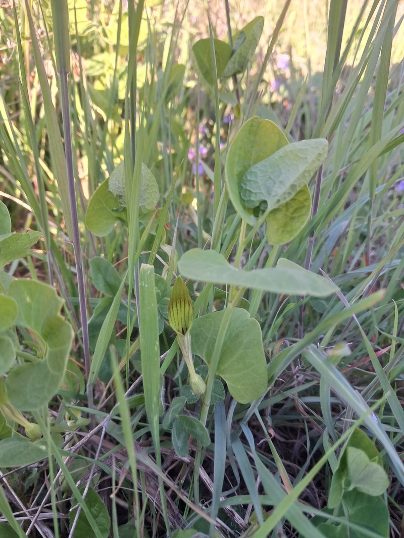 Aristolochia macedonica photo 2