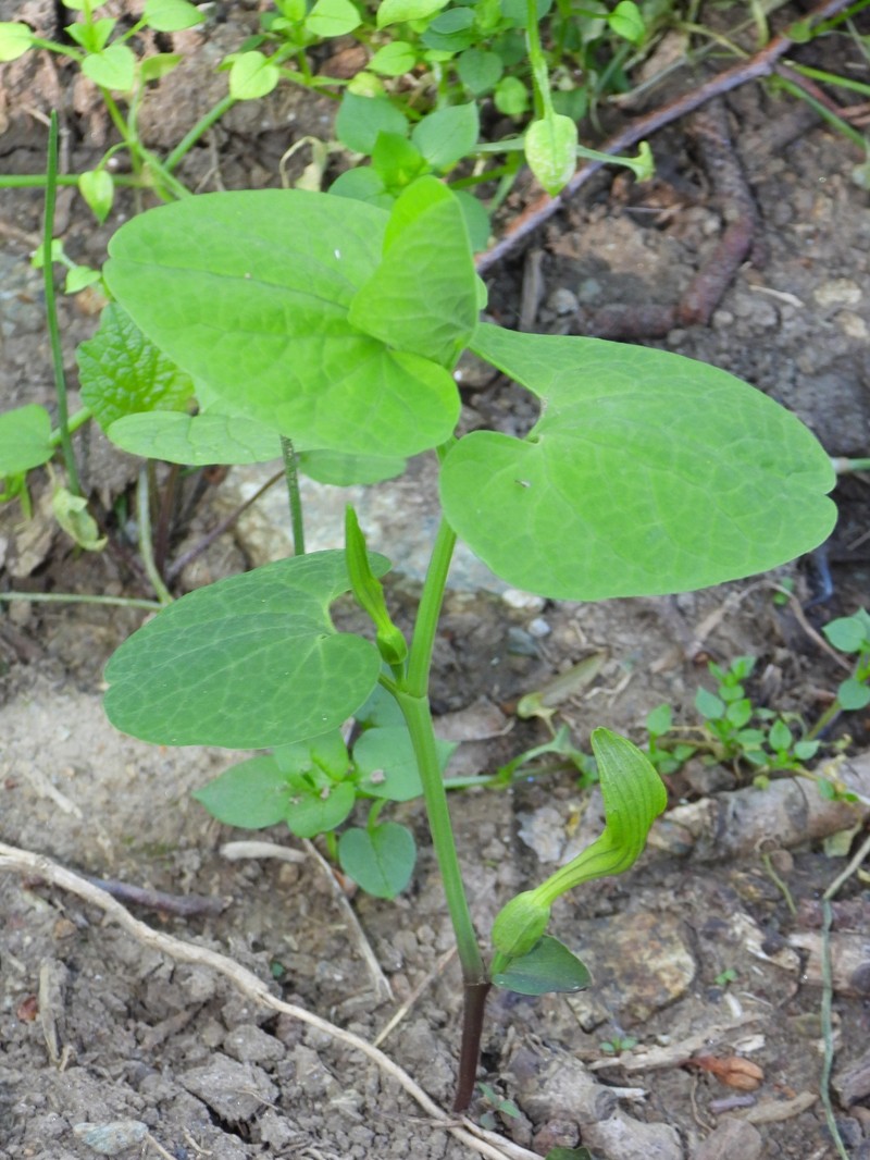 Aristolochia macedonica photo 4