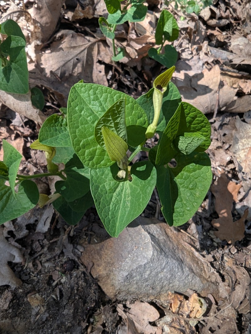 Aristolochia macedonica photo 5