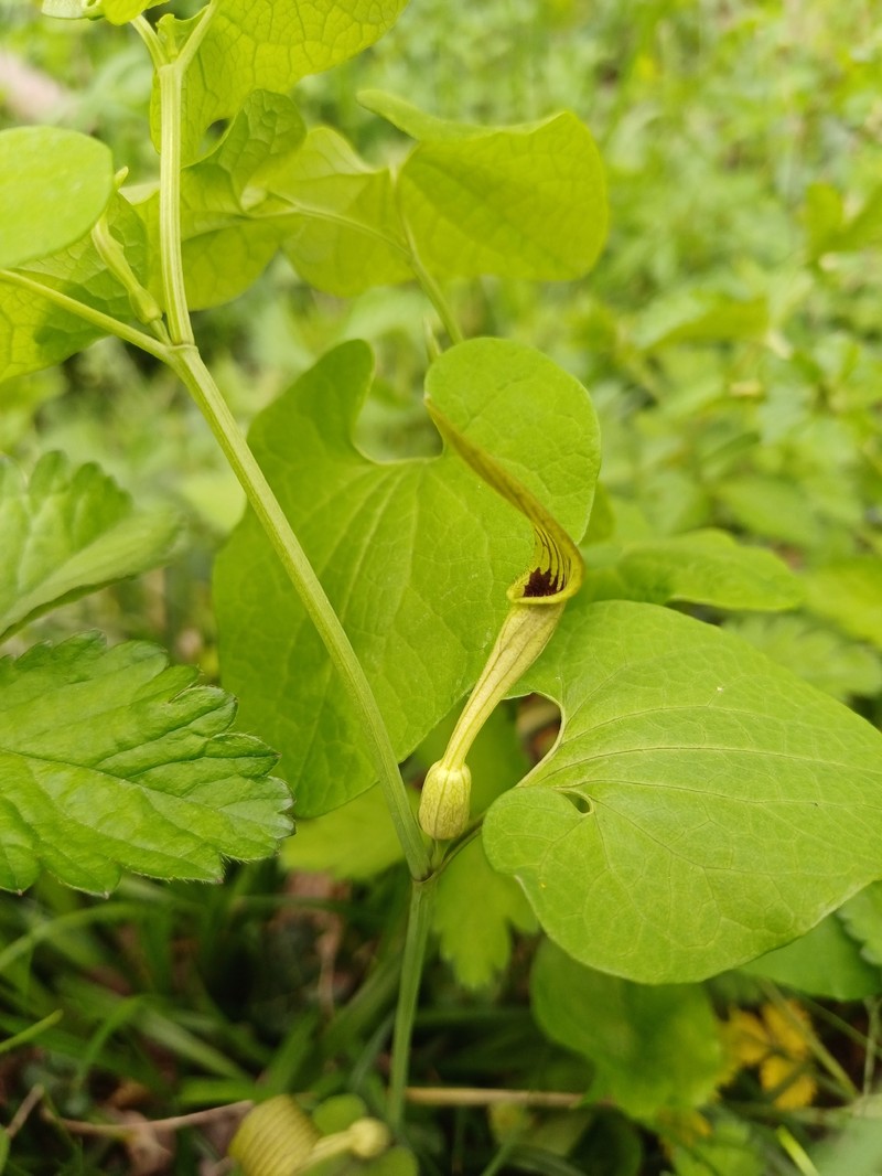 Aristolochia macedonica photo 6