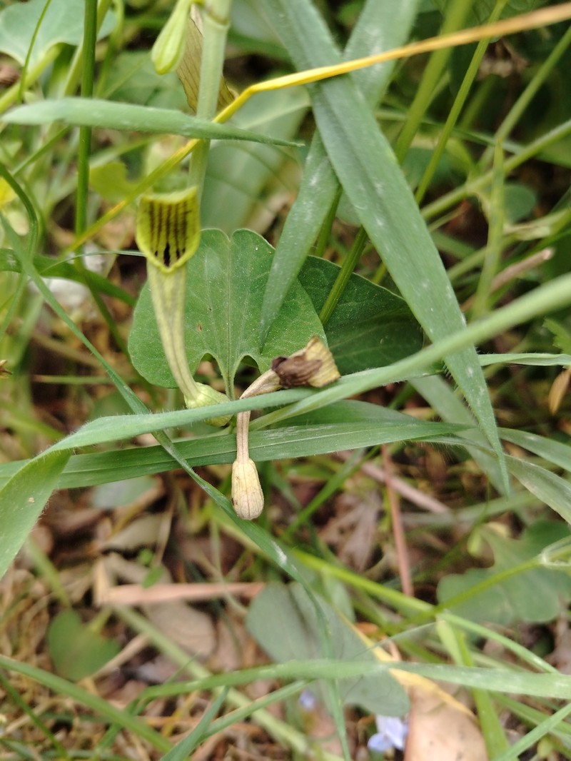 Aristolochia macedonica photo 7