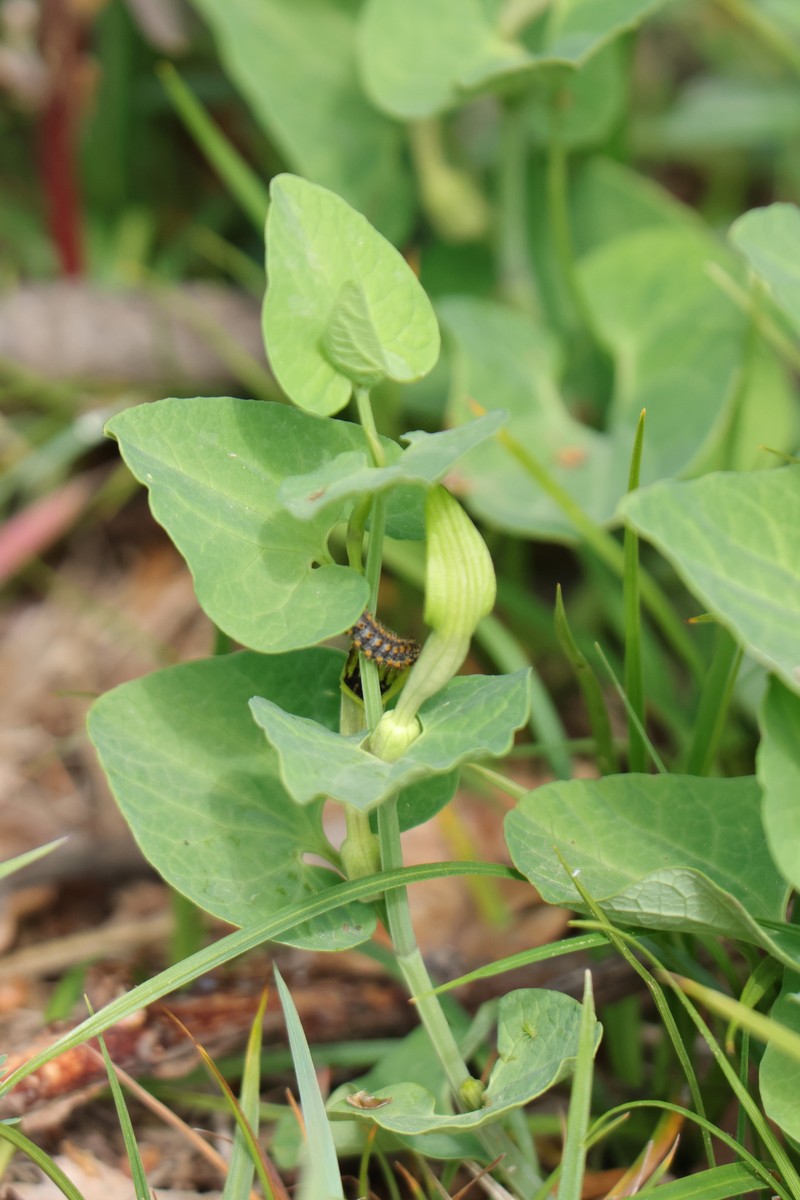 Aristolochia macedonica photo 8