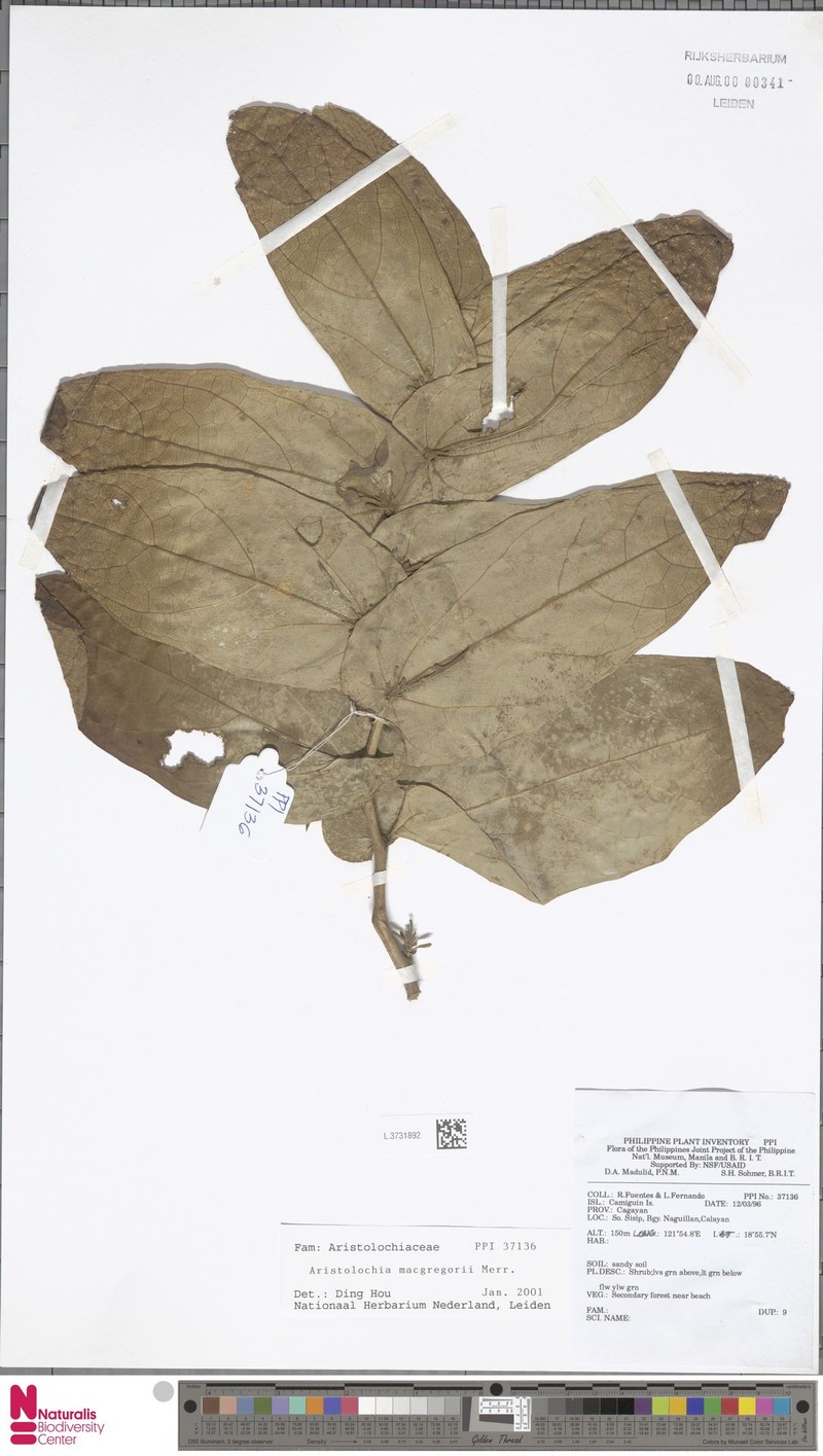 Aristolochia macgregorii
