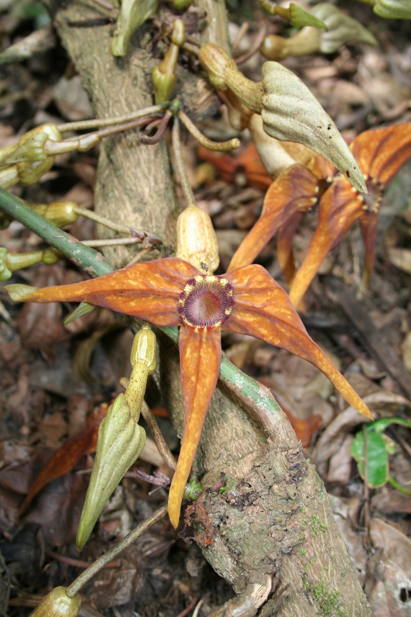 Aristolochia macrocarpa