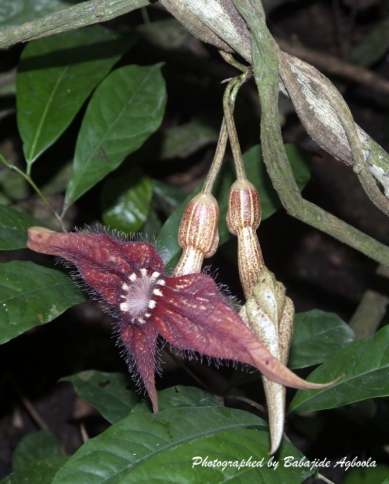 Aristolochia macrocarpa photo 2