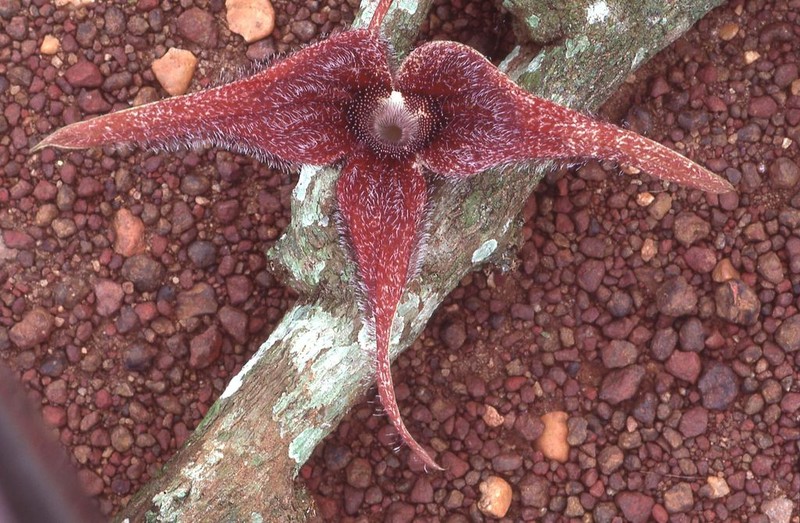 Aristolochia macrocarpa photo 3