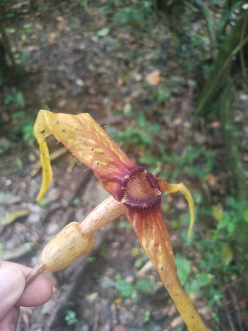 Aristolochia macrocarpa photo 4