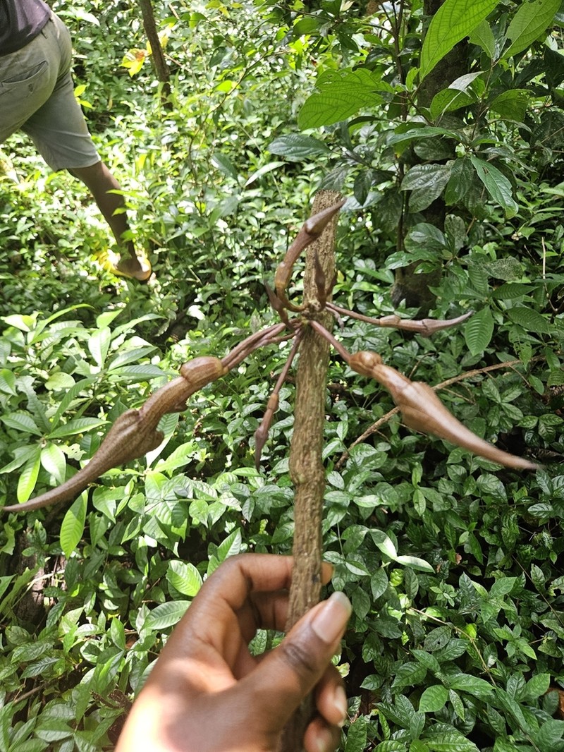 Aristolochia macrocarpa photo 5