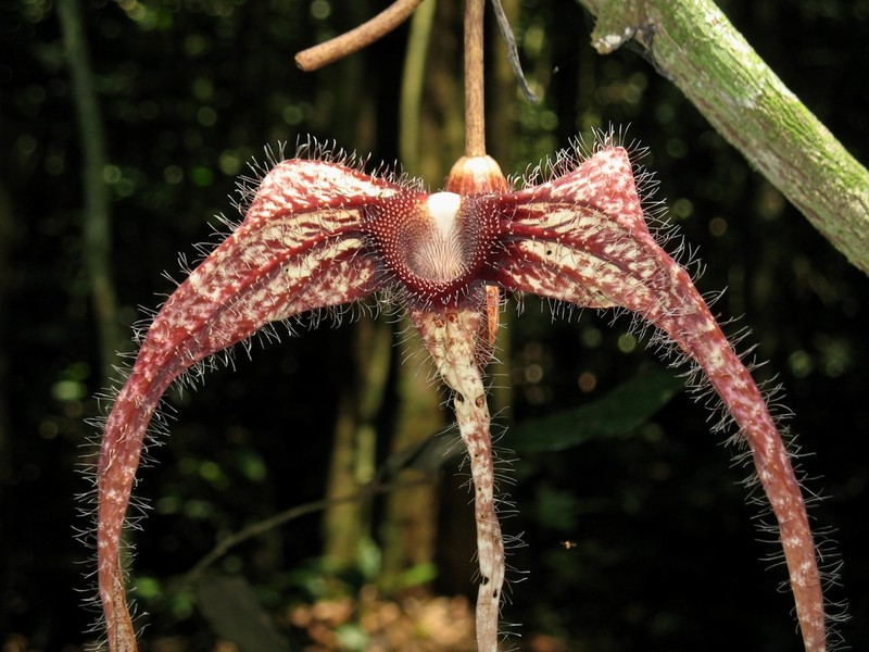 Aristolochia macrocarpa photo 6