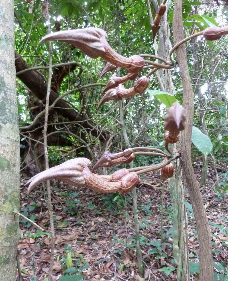 Aristolochia macrocarpa photo 7