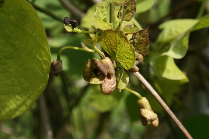 Pipevine photo 2