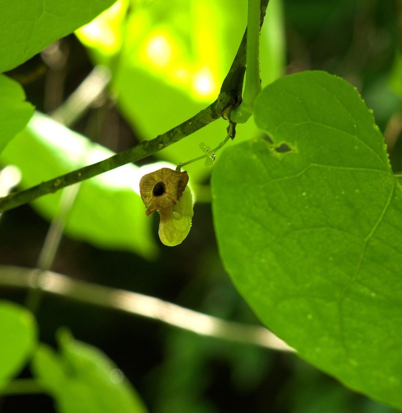 Pipevine photo 4