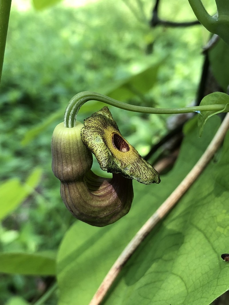 Pipevine photo 5