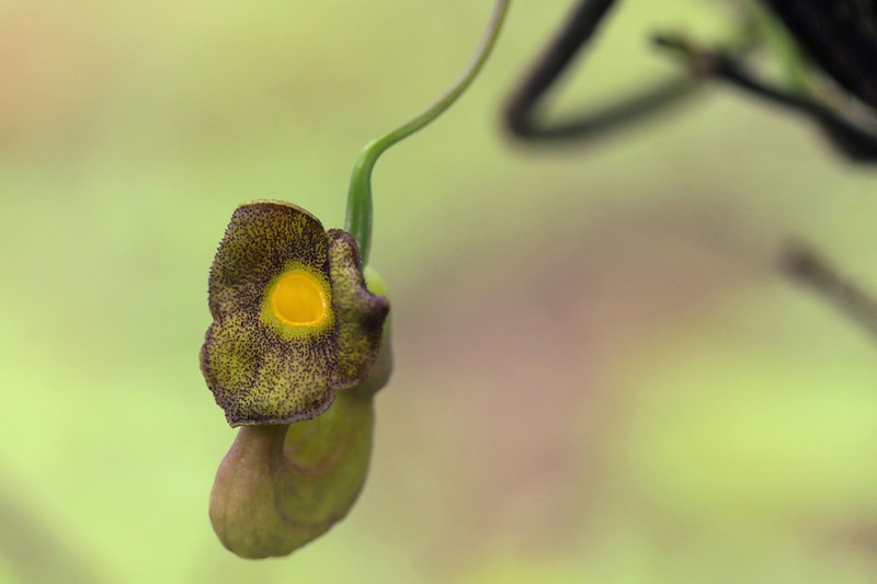 Pipevine photo 6