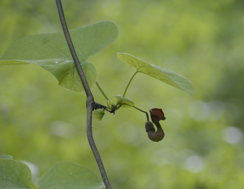 Pipevine photo 7