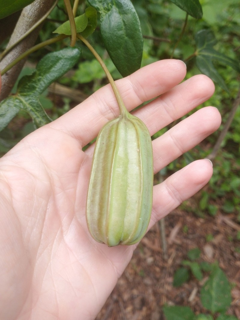 Aristolochia macroura