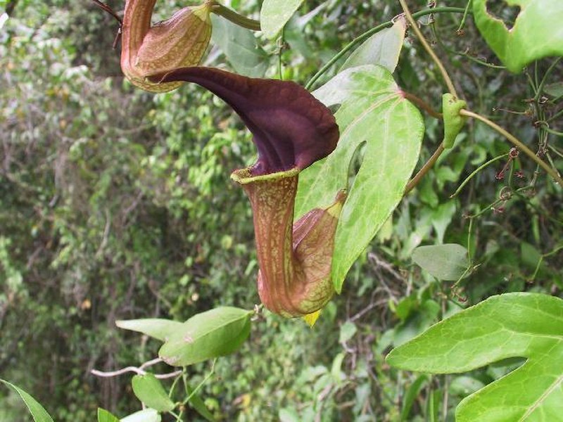 Aristolochia macroura photo 2