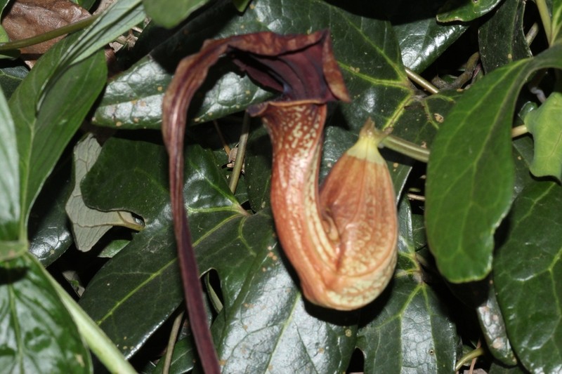 Aristolochia macroura photo 3