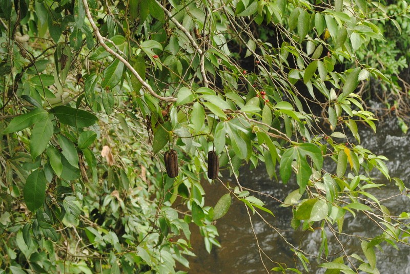 Aristolochia macroura photo 4