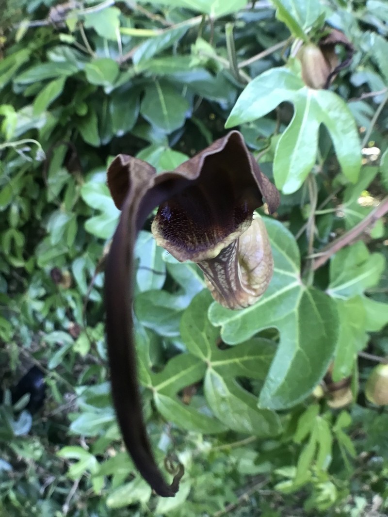 Aristolochia macroura photo 6