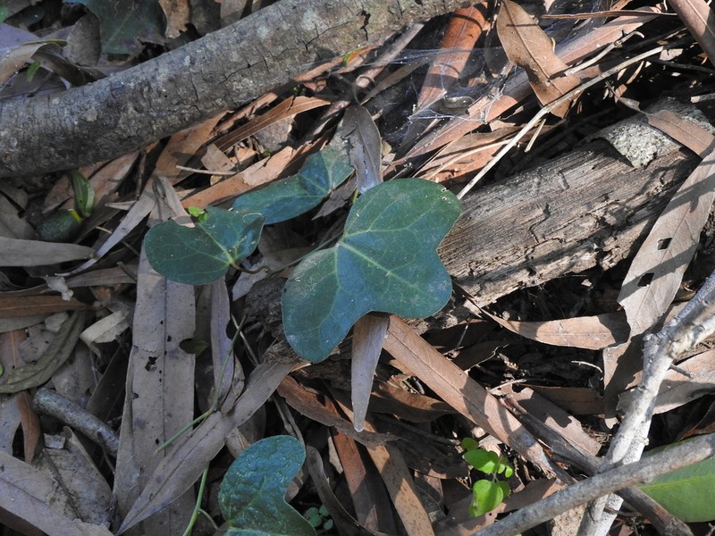 Aristolochia macroura photo 7