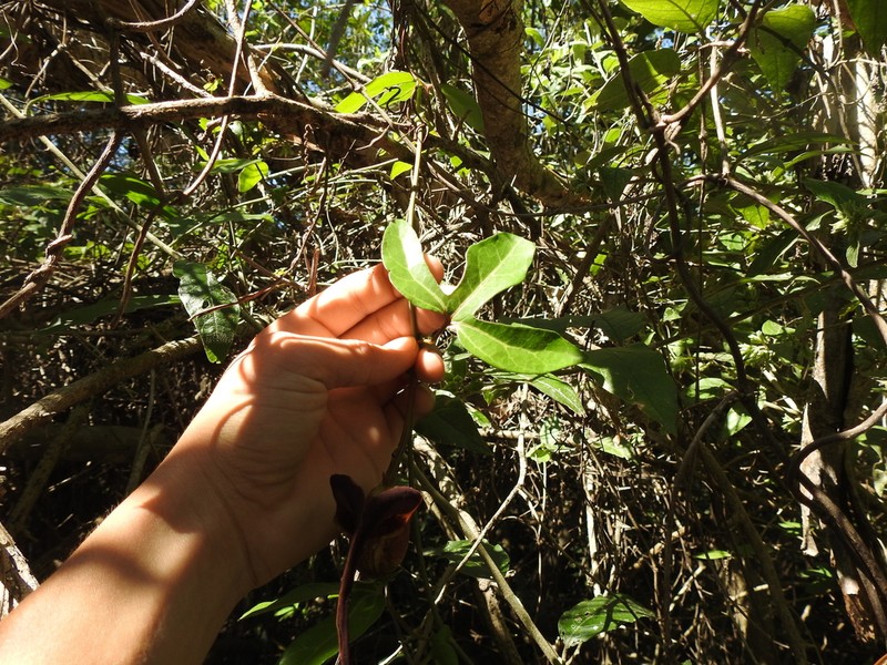 Aristolochia macroura photo 8