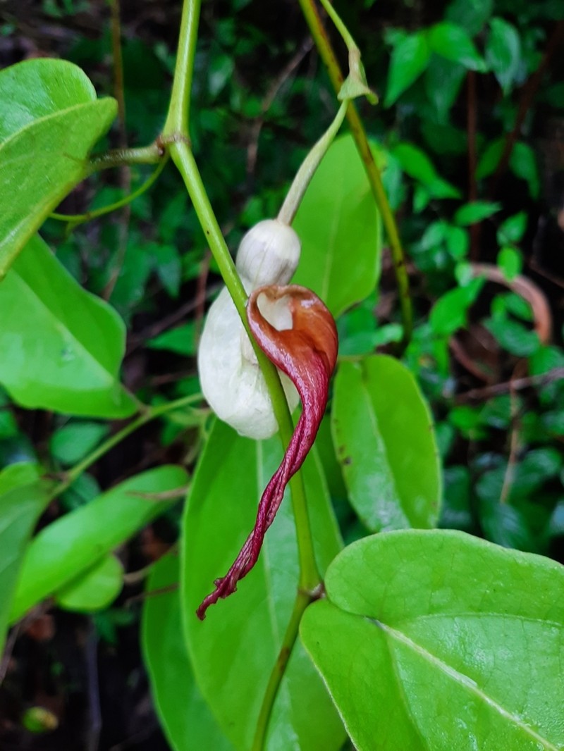 Aristolochia malacophylla