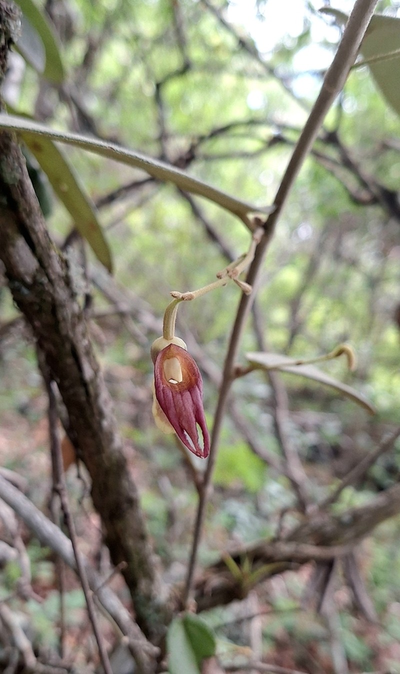 Aristolochia malacophylla photo 2