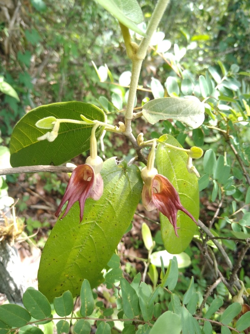 Aristolochia malacophylla photo 3
