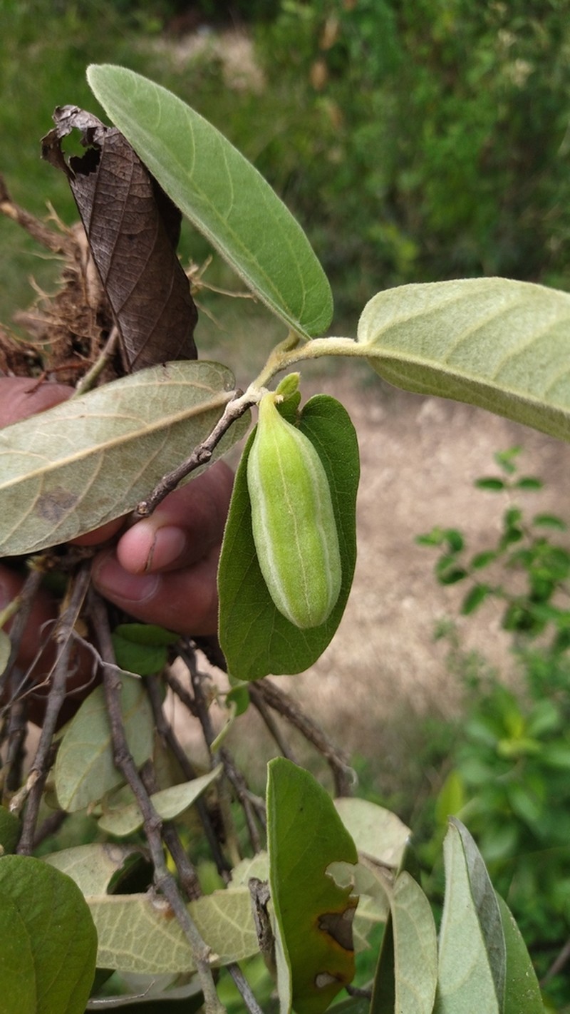 Aristolochia malacophylla photo 4