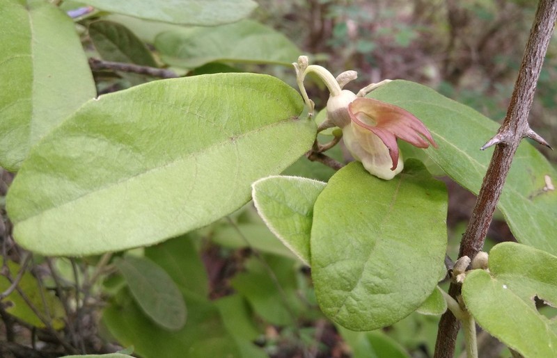 Aristolochia malacophylla photo 5