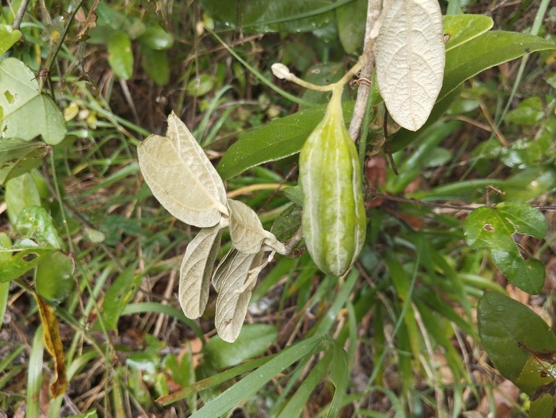 Aristolochia malacophylla photo 6