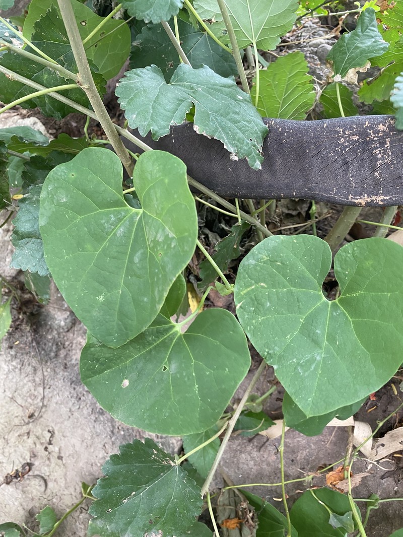 Aristolochia malmeana