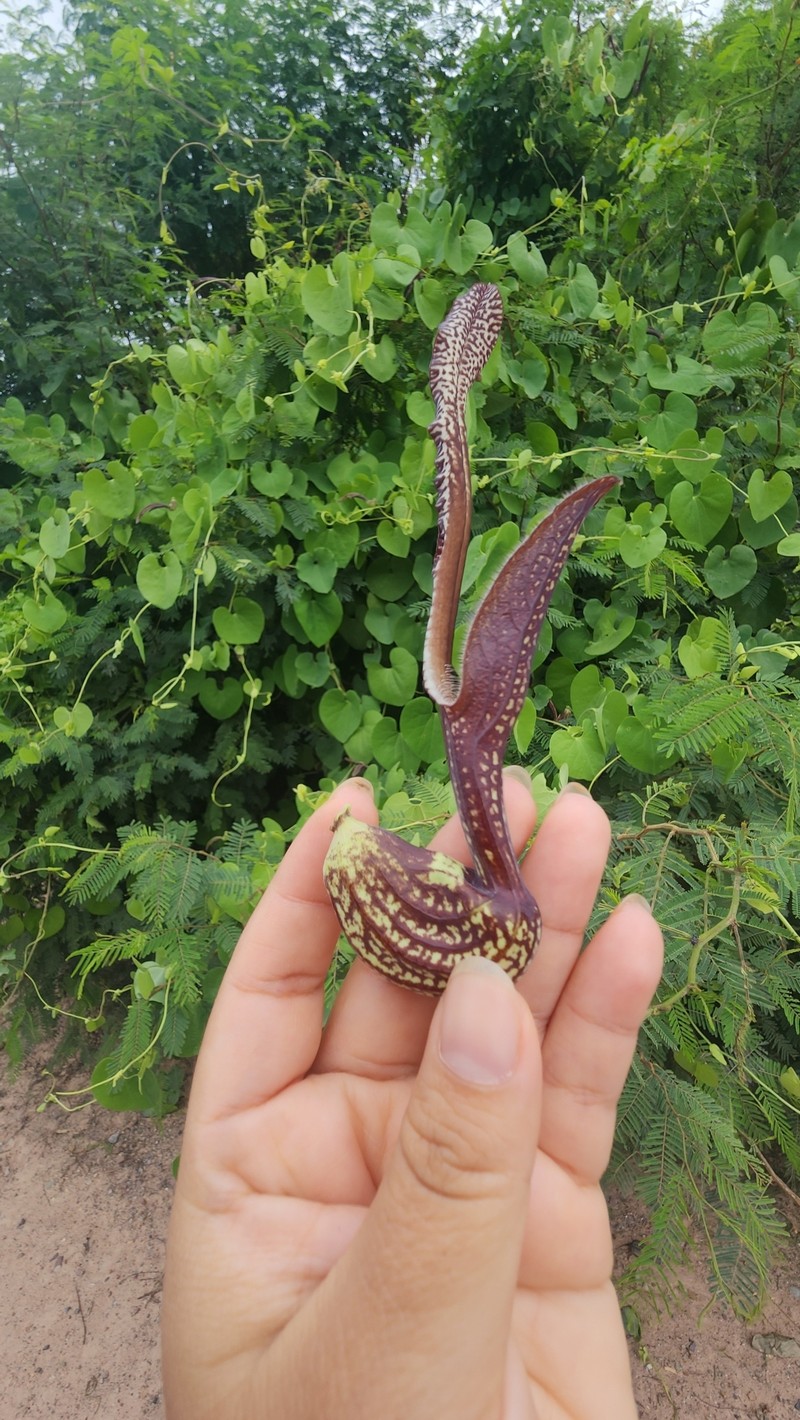 Aristolochia malmeana photo 2