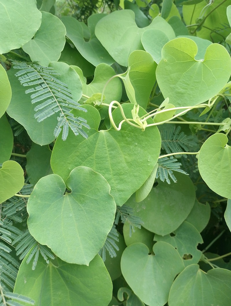 Aristolochia malmeana photo 3