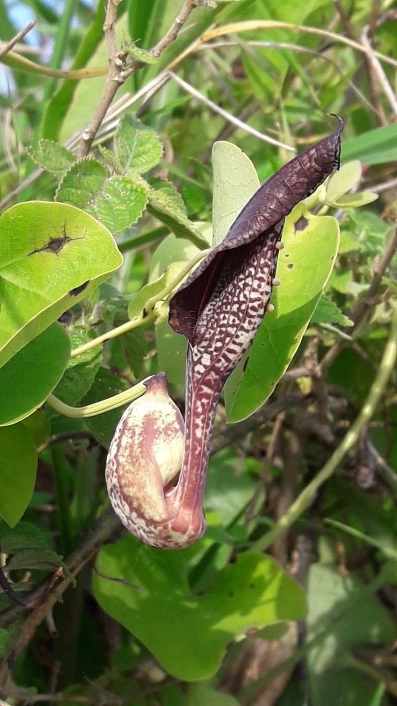 Aristolochia malmeana photo 4