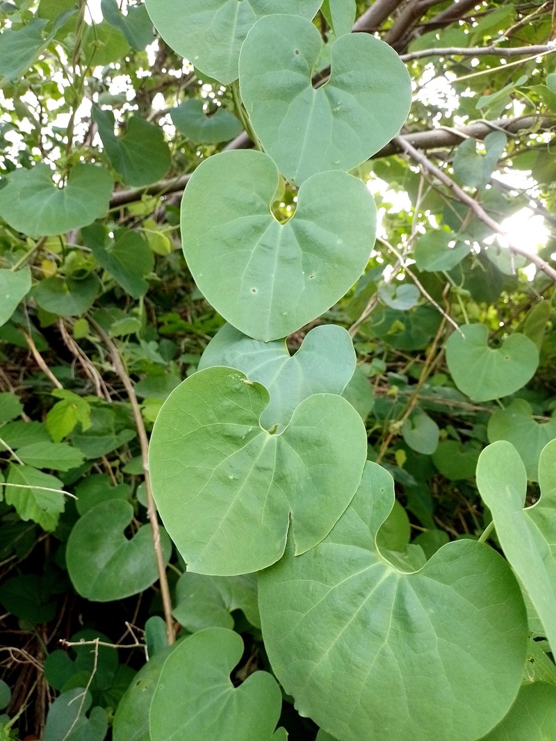 Aristolochia malmeana photo 5