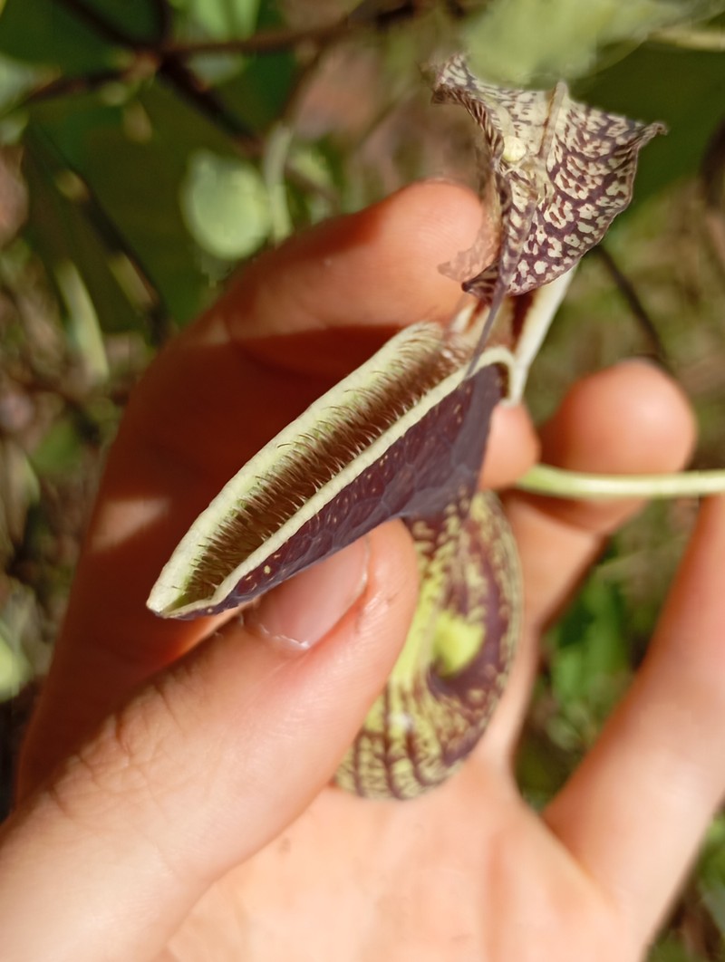 Aristolochia malmeana photo 6