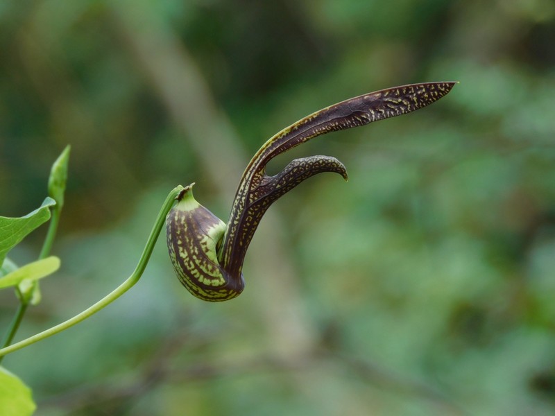 Aristolochia malmeana photo 7