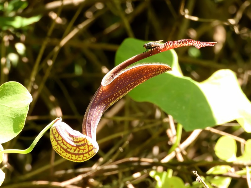 Aristolochia malmeana photo 8