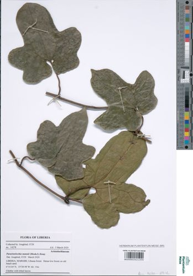 Aristolochia mannii