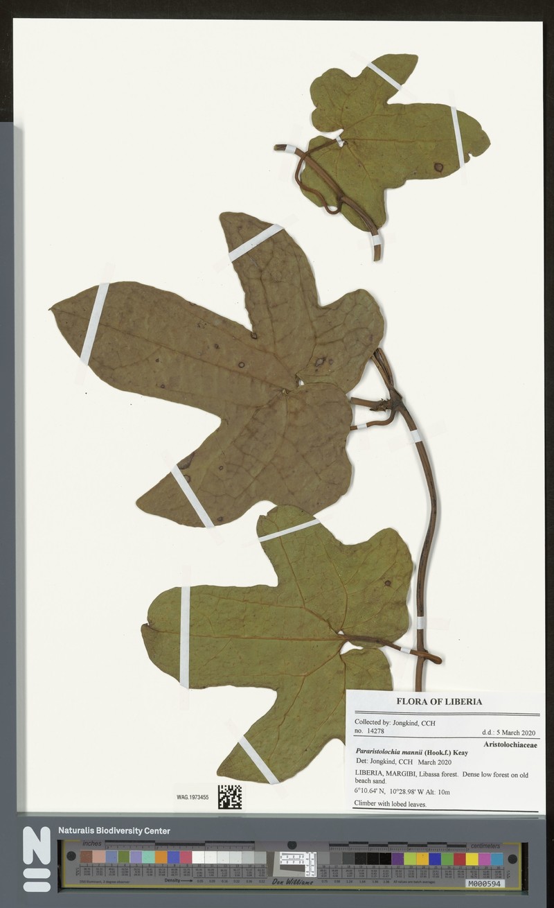Aristolochia mannii photo 2