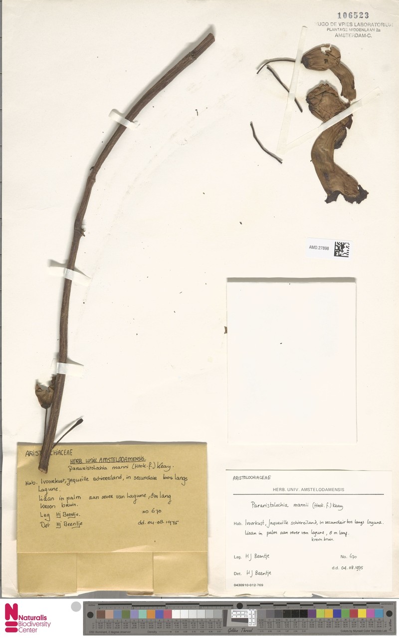 Aristolochia mannii photo 4