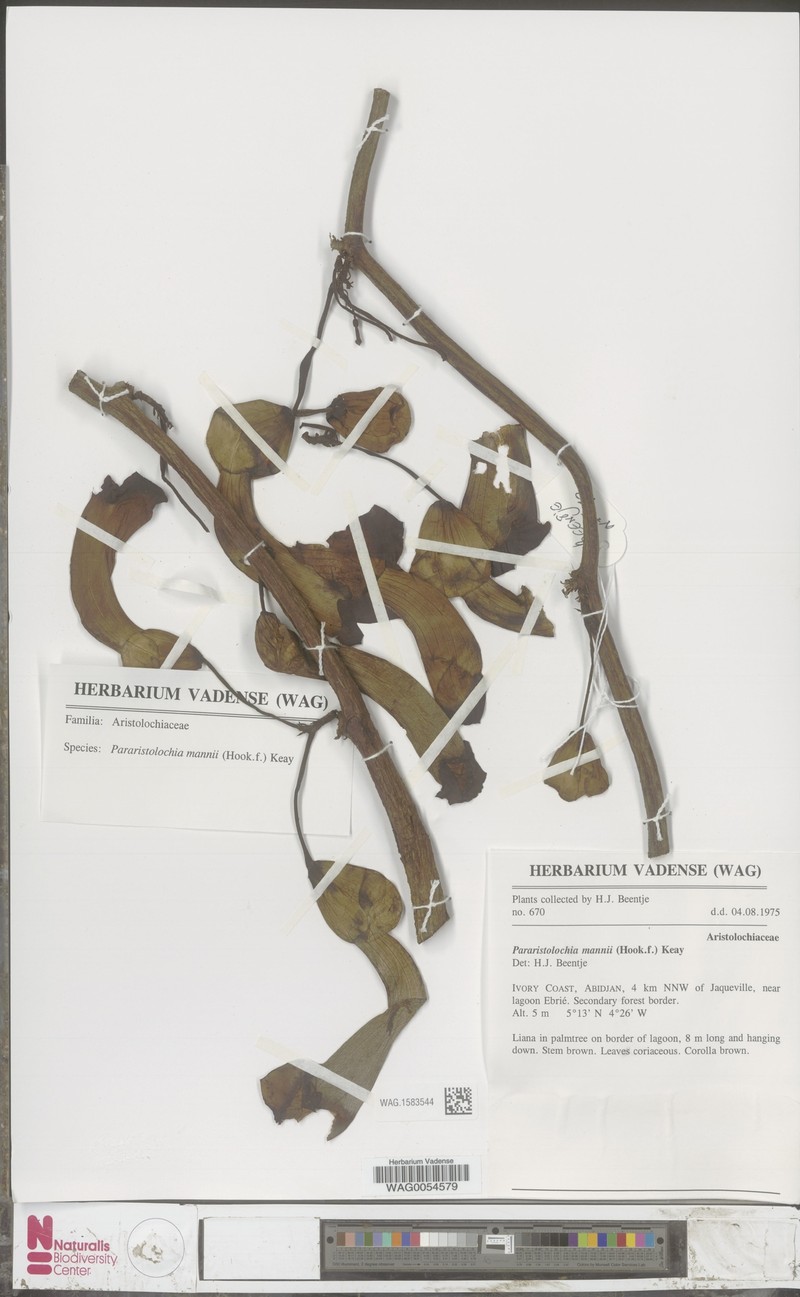 Aristolochia mannii photo 5
