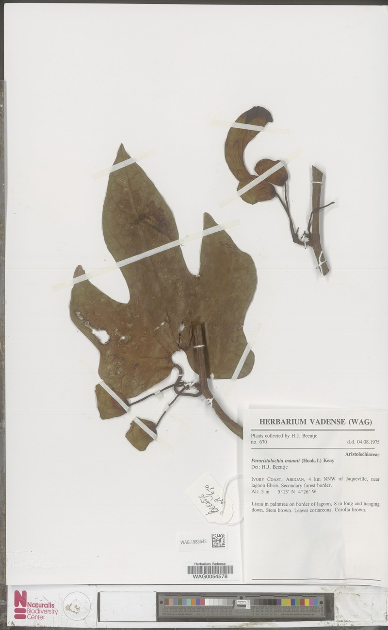 Aristolochia mannii photo 6