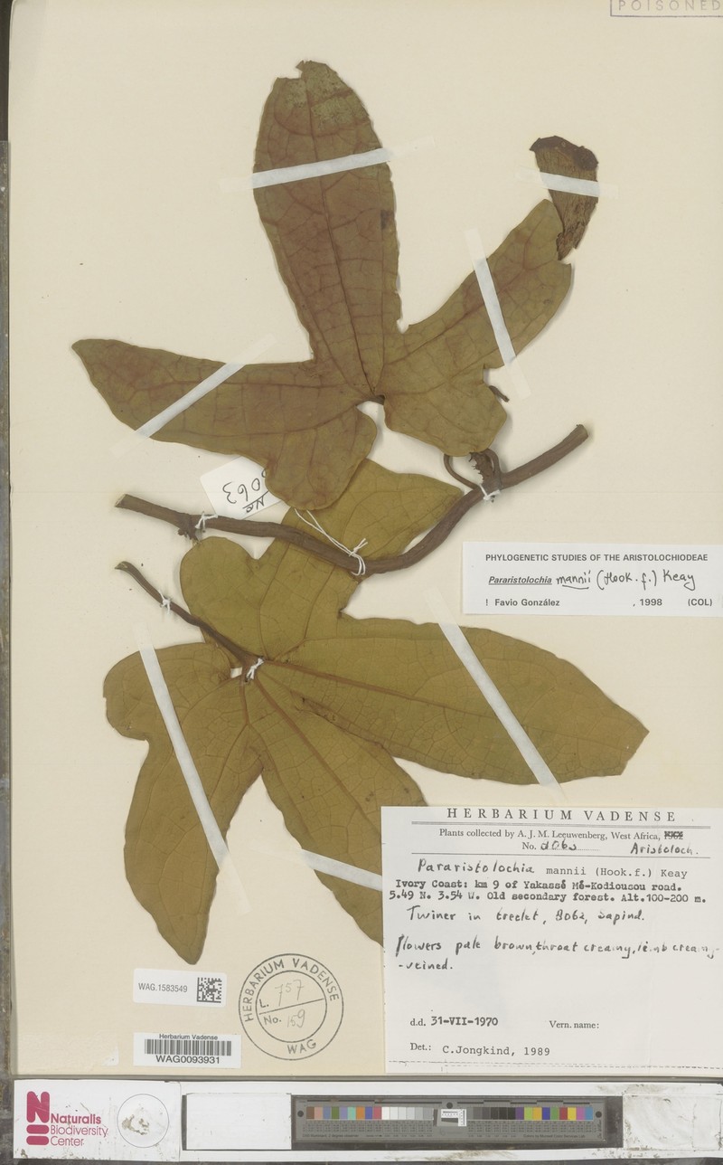 Aristolochia mannii photo 7