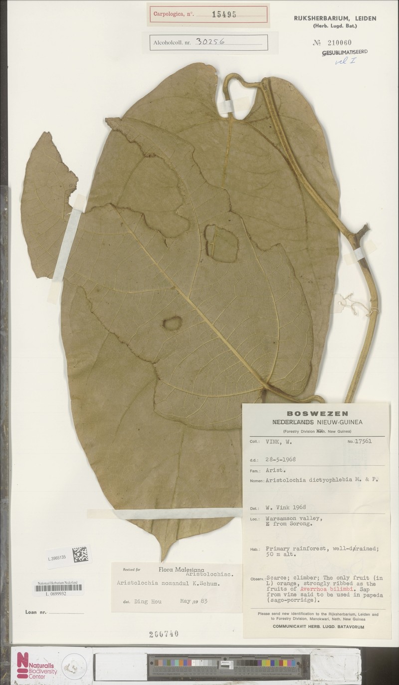 Aristolochia manokwariensis